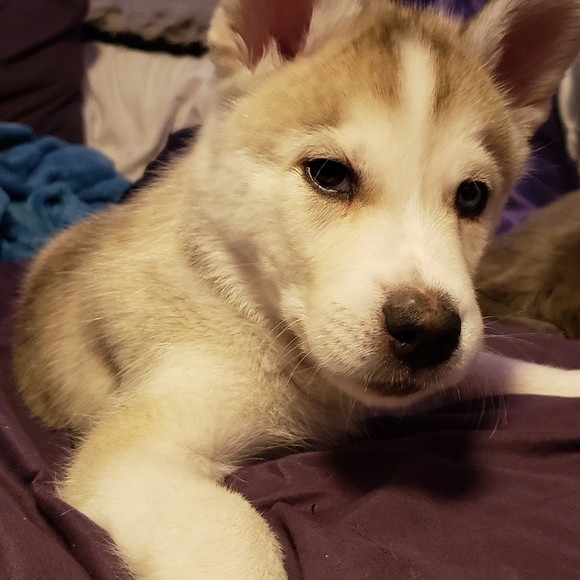 Meet your Posher, Sabrina - Picture 2 of 2